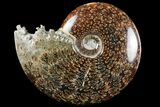 Polished, Agatized Ammonite (Cleoniceras) - Madagascar #97373-1